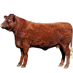 Devon Cow
